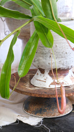 Load image into Gallery viewer, Tom Mason Filigree Short Vase, 2026