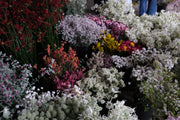 Spring Flower Workshop at East Coast Wildflowers Farm with Salon