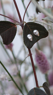 Hugh Thyregod Julia Studs